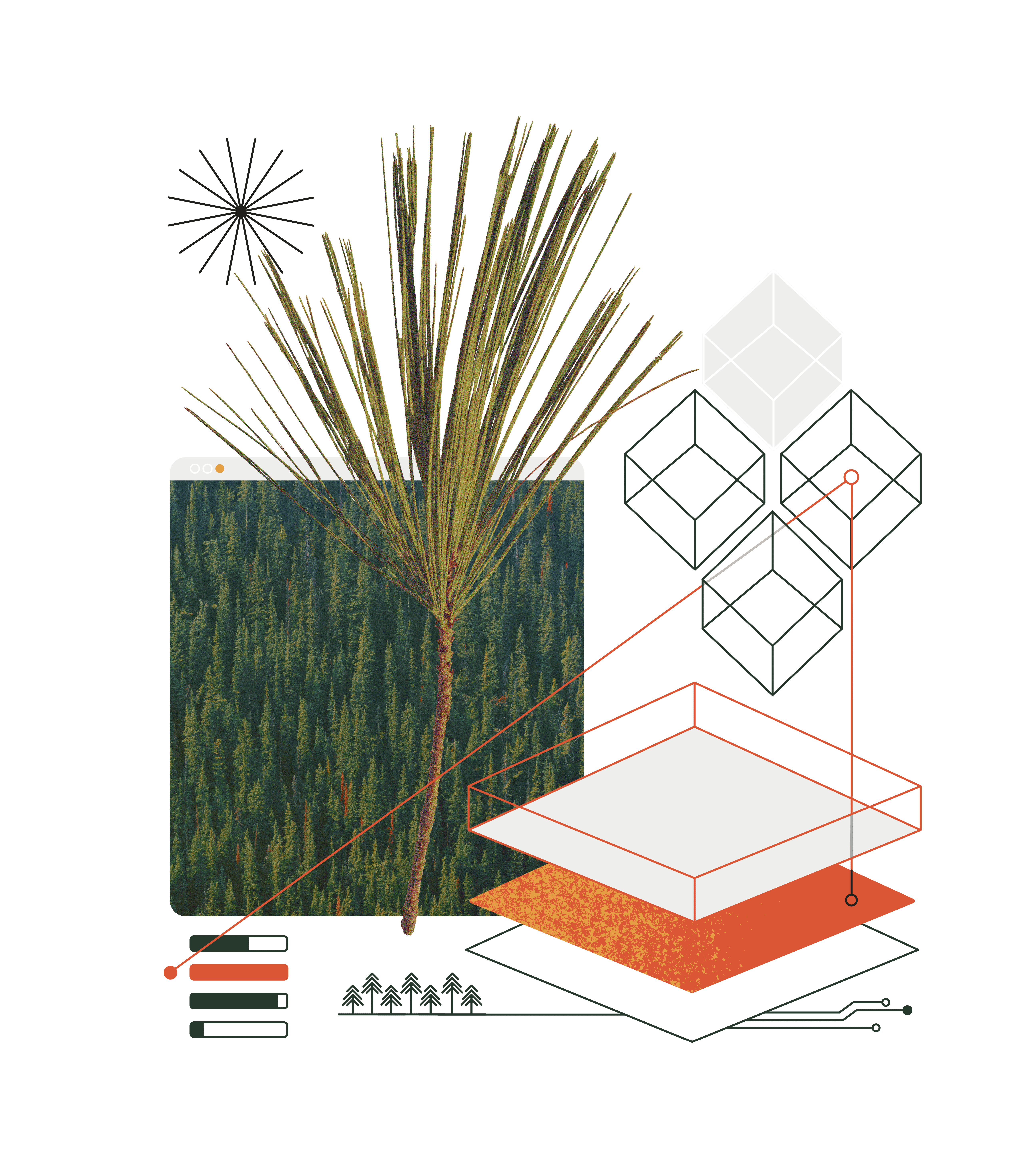A digital collage featuring a pine tree branch emerging from a browser window displaying a dense forest. The composition includes geometric wireframe cubes, layered abstract shapes, circuit-like lines, and data visualization elements, blending themes of nature, technology, and structured design./Designed by Carly Berry - https:/carlyberry.design/
